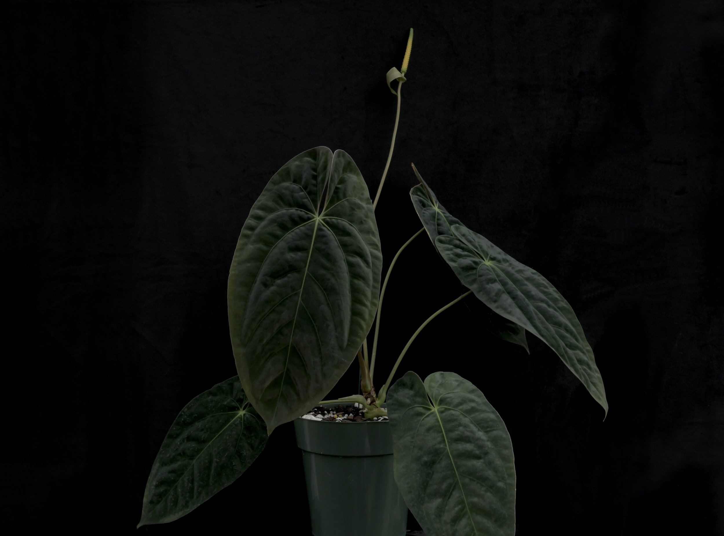 Black Velvet Anthuriums After The Flood — Exotica Esoterica